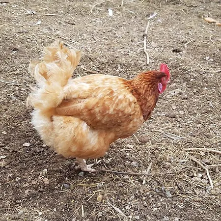 Regency Holiday Tour Operateur Dans Camping 5 Etoiles Frejus, Cote D'azur Campingplads Fréjus