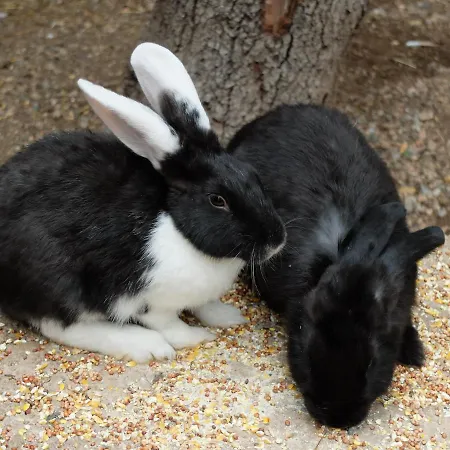 Regency Holiday Tour Operateur Dans Camping 5 Etoiles Frejus, Cote D'azur Campingplads 5*